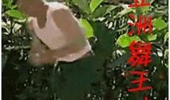 娱乐圈爆料赵四,娱乐圈爆料背后的真相揭秘